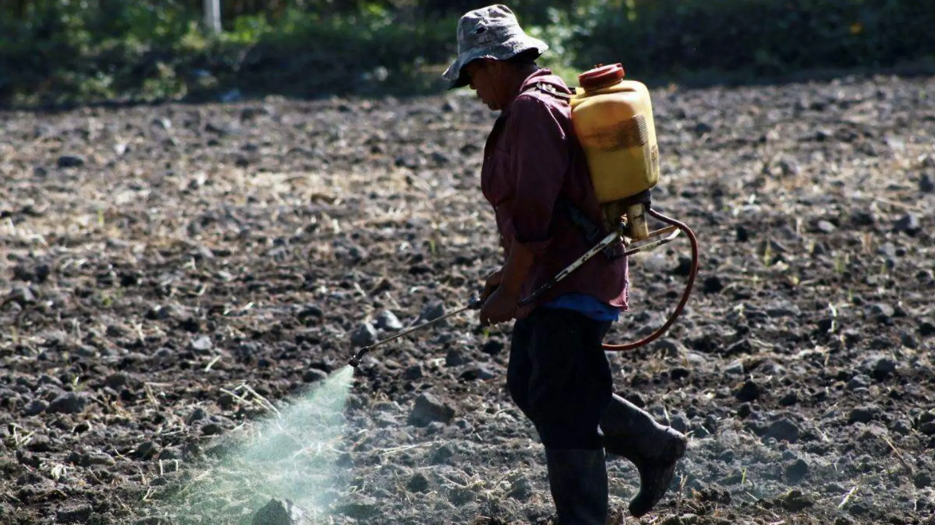 Plaguicidas ilegales, piratas o clonados se venden sin restricciones, acusa UMFFAAC